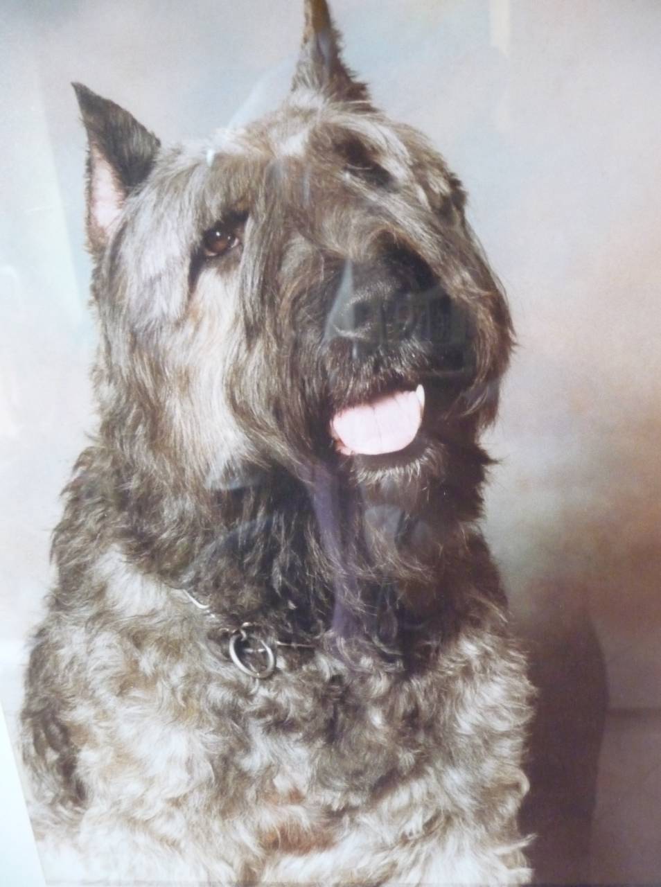 Bella-Isolde vom Wippekühl genannt Cora - Bouvier des Flandres